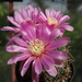 DSC02657Gymnocalycium neuhuberi