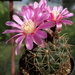 DSC02658Gymnocalycium neuhuberi