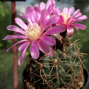 DSC02658Gymnocalycium neuhuberi