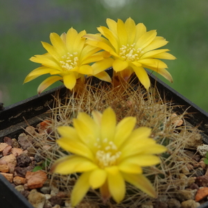 DSC02759Sulcorebutia candiae