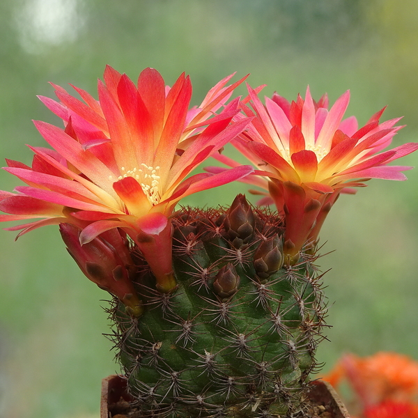 DSC02762Sulcorebutia losenickyana