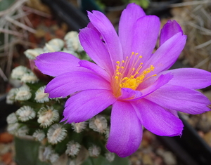 DSC02785Mammillaria bertholdii