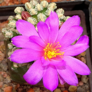 DSC02791Mammillaria bertholdii