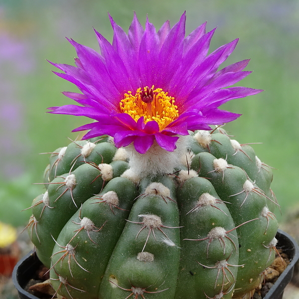 DSC02792Notocactus uebelmannianus