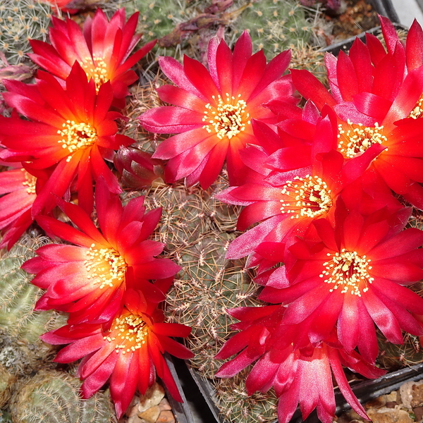 DSC02793Sulcorebutia canigueralii v. applanata PK 27