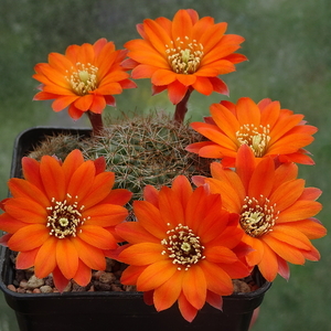 DSC02798Rebutia tarijensis RH226