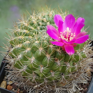 DSC02800Sulcorebutia torotorensis