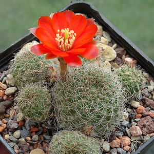 DSC02802Rebutia tarijensis RH 964