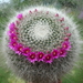 DSC02819Mammillaria hahniana