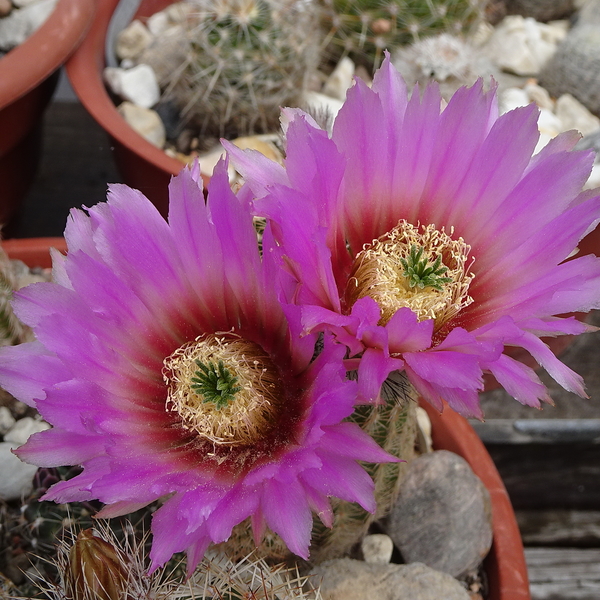 DSC02822Echinocereus caespitosus