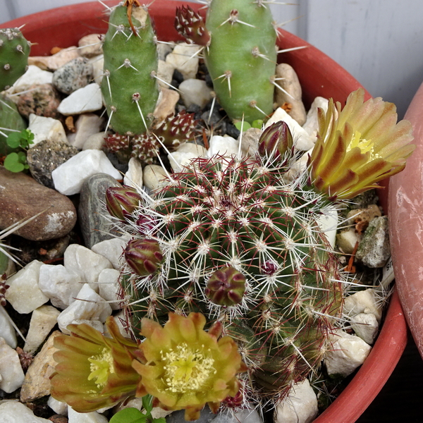 DSC02823Echinocereus viridiflorus