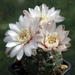 DSC02847Gymnocalycium amerhauseri STO 229