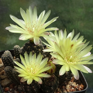 DSC02848Gymnocalycium andreae v. doppianum P 378