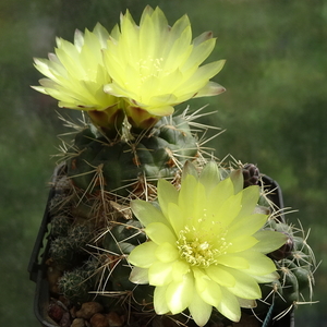 DSC02849Gymnocalycium andreae