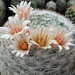 DSC02851Mammillaria candida