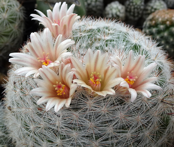 DSC02851Mammillaria candida