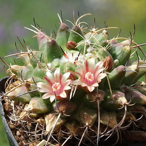 DSC02854Mammillaria centricirrha f. magnimamma