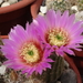 DSC02861Echinocereus caespitosus