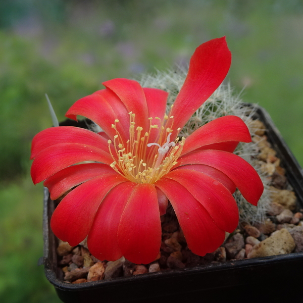 DSC03946Rebutia winteriana