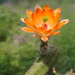 DSC03947Echinocereus salm-dyckianus