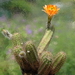 DSC03948Echinocereus salm-dyckianus