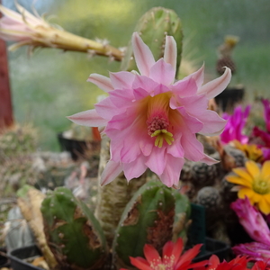 DSC03949Echinocereus gentryi