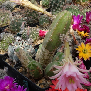 DSC03950Echinocereus gentryi