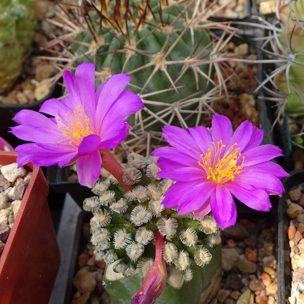 DSC03952Mammillaria bertholdii