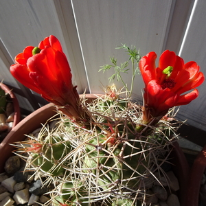 DSC04015Echinocereus triglochidiatus