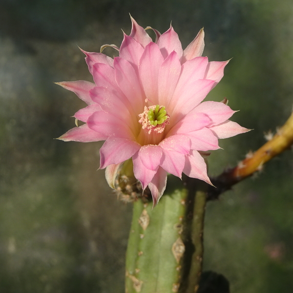 DSC04077Echinocereus gentryi