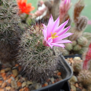 DSC04163Mammillaria blossfeldiana