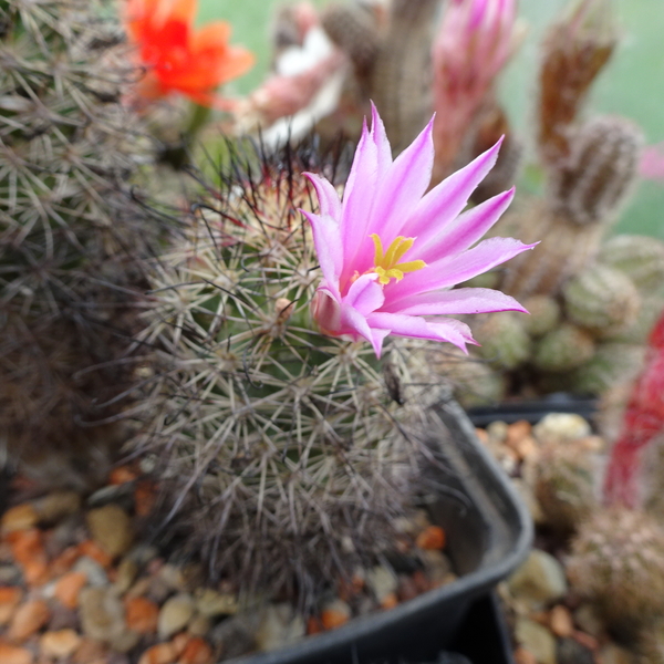 DSC04163Mammillaria blossfeldiana