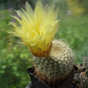 DSC04167Notocactus concinnus