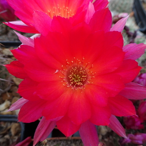 DSC04169Chamaecereus Lincoln Friend