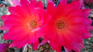 DSC04170Chamaecereus Lincoln Friend