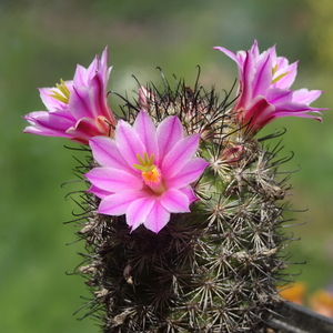 DSC04226Mammillaria blossfeldiana