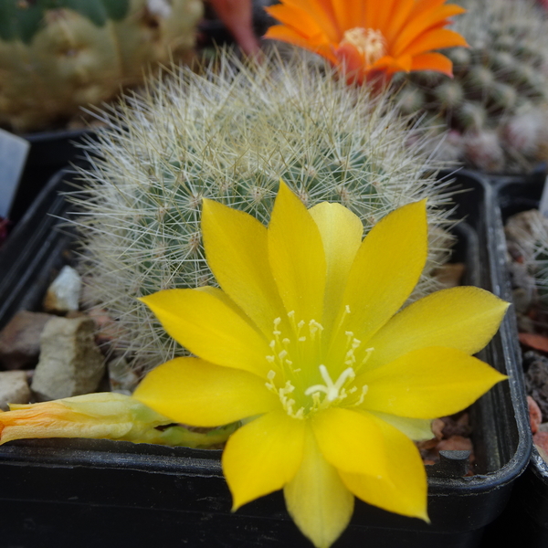 DSC04241Rebutia senilis v. kesselringiana