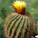 DSC04256Notocactus pseudoherterii