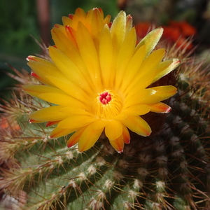 DSC04257Notocactus pseudoherterii