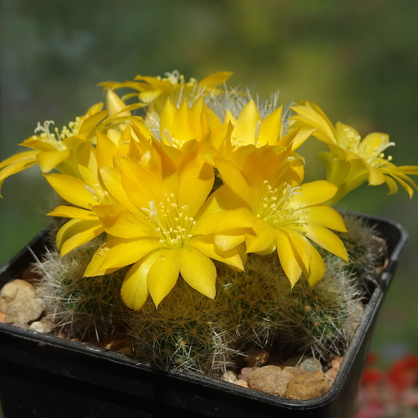 DSC04259Rebutia senilis v. kesselringiana