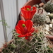 DSC04358Echinocereus triglochidiatus