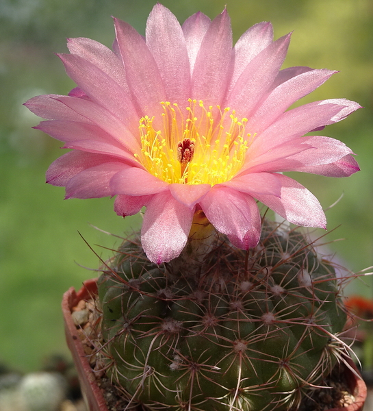 DSC04360Notocactus apricus