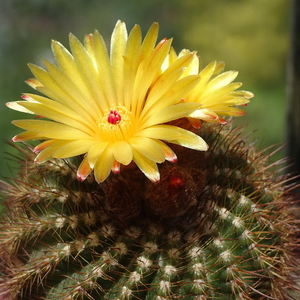 DSC04364Notocactus pseudoherterii