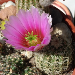 DSC04367Echinocereus xdasyacanthus