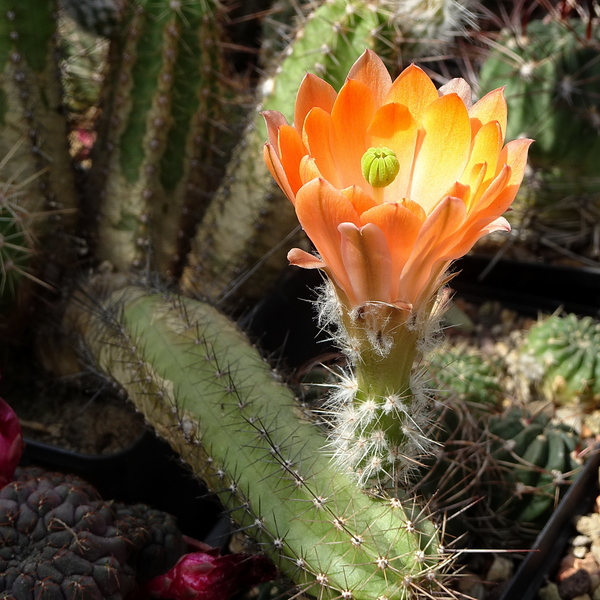 DSC04371Echinocereus salm-dyckianus