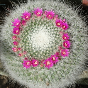 DSC04372Mammillaria hahniana