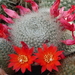 DSC04373Rebutia wessneriana cv. Ruby