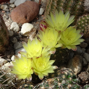 DSC04377Gymnocalycium doppianum