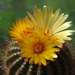 DSC04379Notocactus pseudoherterii