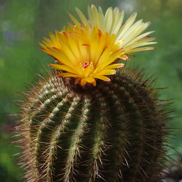 DSC04380Notocactus pseudoherterii